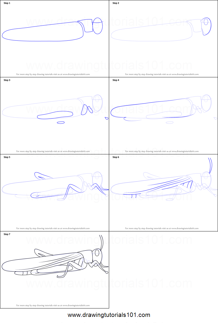 751x1111 how to draw a locust printable step - Locust Drawing