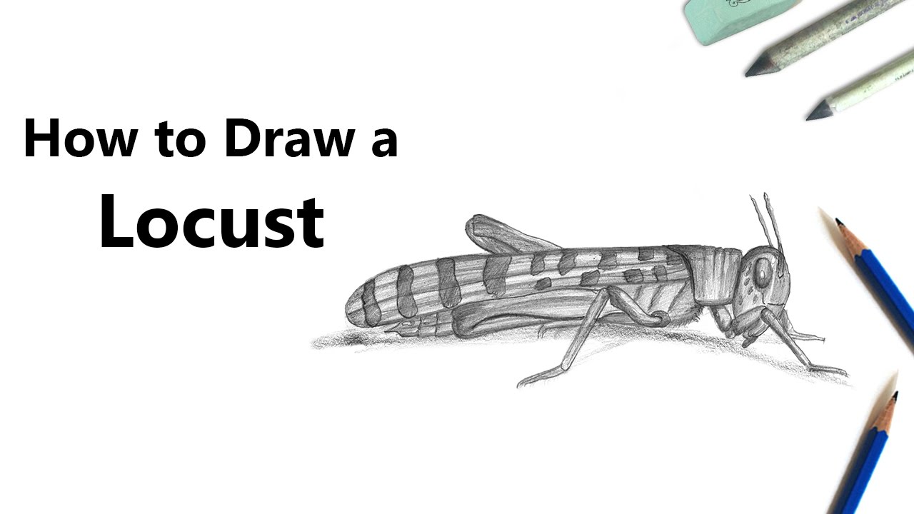 1280x720 how to draw a locust with pencils - Locust Drawing
