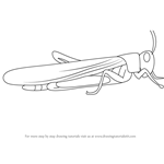 150x150 learn how to draw a locust - Locust Drawing