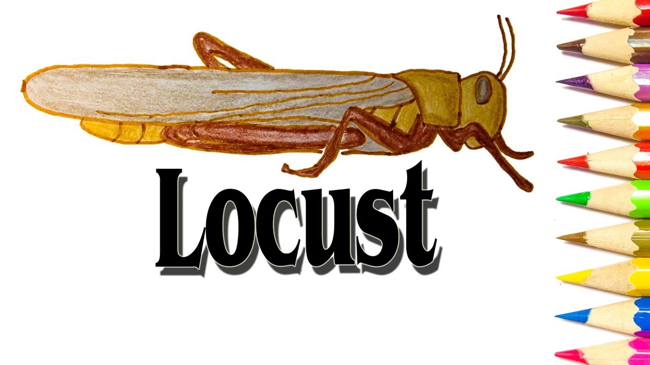 1280x720 learn how to draw a locust - Locust Drawing