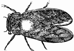300x208 locust drawing - Locust Drawing