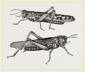 Locust Drawing at PaintingValley.com | Explore collection of Locust Drawing