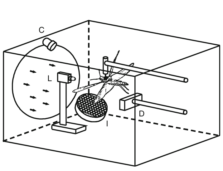 715x548 schematic drawing of the experimental box in the center - Locust Drawing