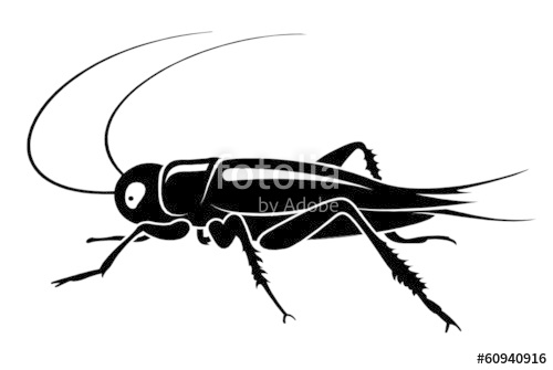 500x335 locust grasshopper drawing stock image and royalty free vector - Locust Drawing