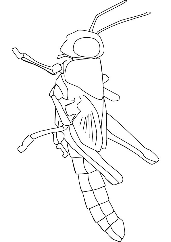 595x842 grass hopper coloring drawing - Locust Drawing