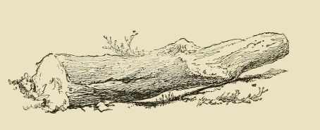 454x184  - Log Drawing