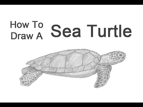 480x360 How To Draw A Green Sea Turtle - Loggerhead Sea Turtle Drawing