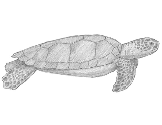550x425 How To Draw A Green Sea Turtle - Loggerhead Sea Turtle Drawing