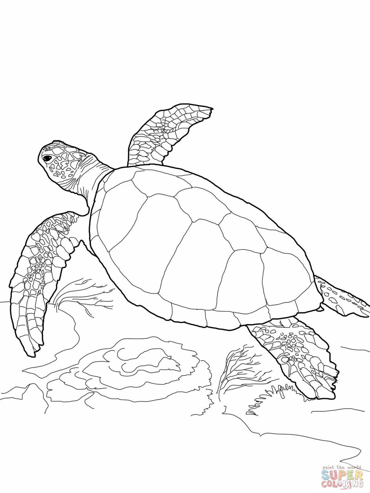 1200x1600 Loggerhead Sea Turtle - Loggerhead Sea Turtle Drawing