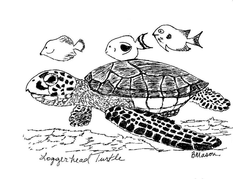 900x692 Loggerhead Sea Turtle Drawing - Loggerhead Sea Turtle Drawing