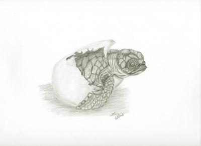 400x291 Loggerhead Sea Turtle Hatchling - Loggerhead Sea Turtle Drawing