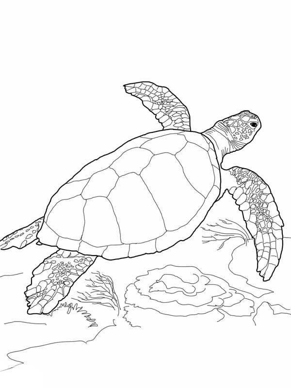 600x800 Sea Turtle, Loggerhead Sea Turtle Coloring - Loggerhead Sea Turtle Drawing