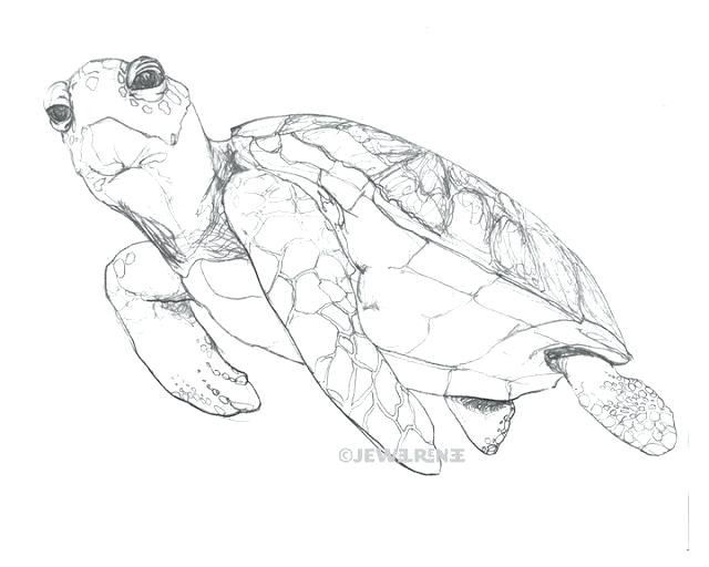 640x512 Sea Turtle Coloring - Loggerhead Sea Turtle Drawing