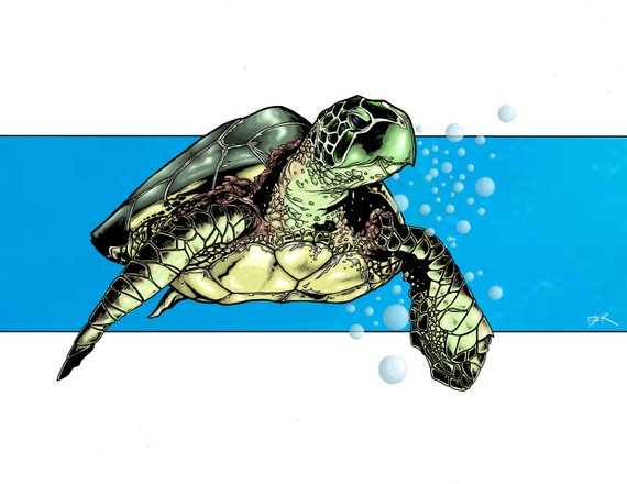 570x440 Sea Turtle Drawing Signed Print Etsy - Loggerhead Sea Turtle Drawing