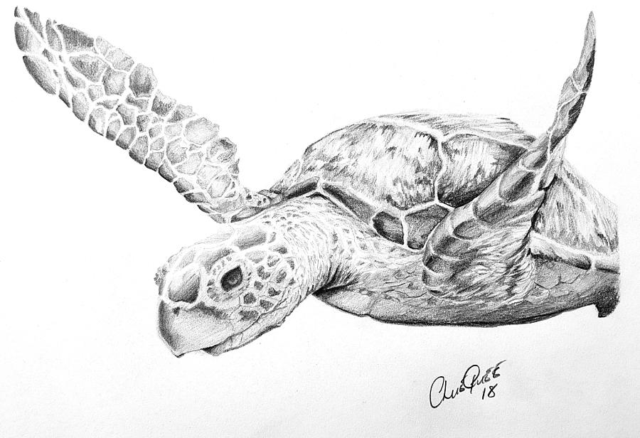 Loggerhead Sea Turtle Drawing at Explore