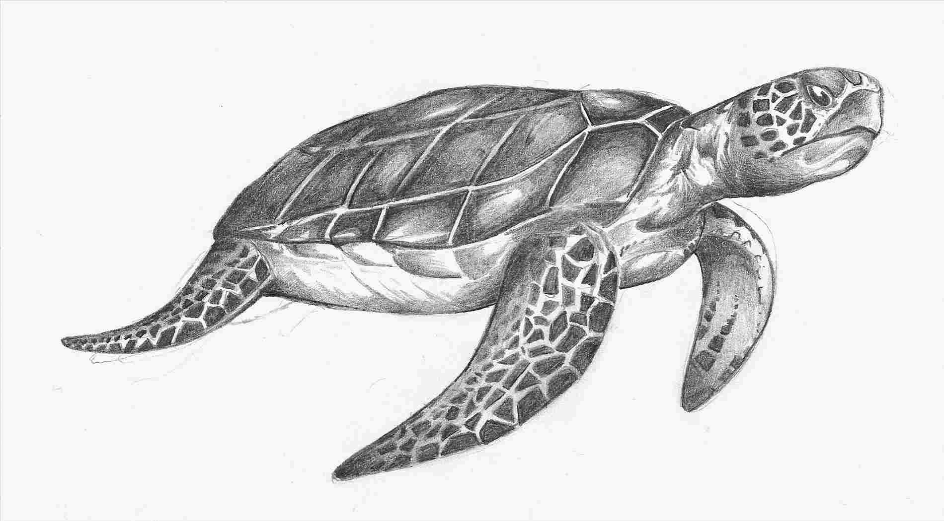 1900x1050 sea turtle drawing drawing of a turtle how to draw sea - Loggerhead Sea Turtle Drawing