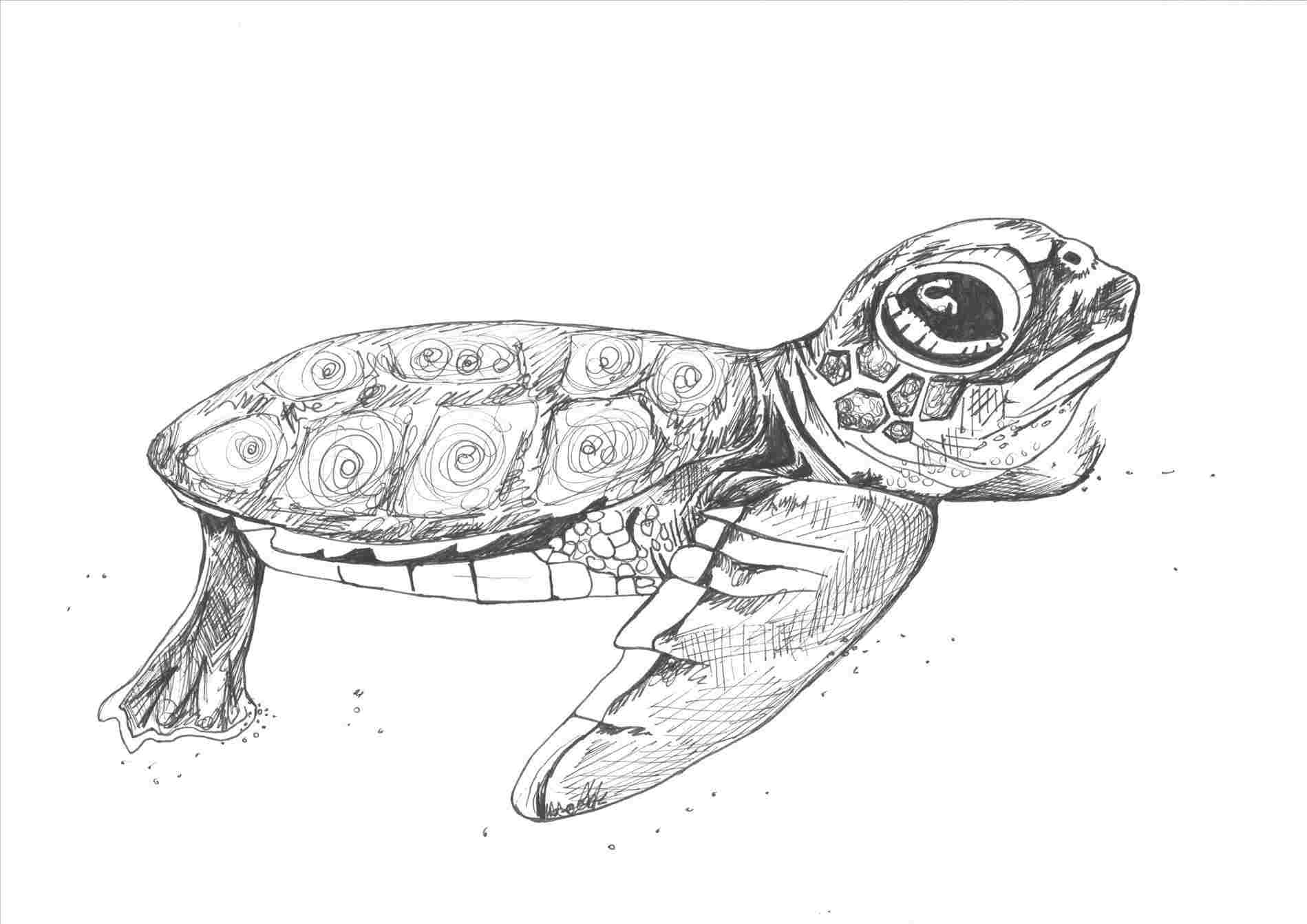 Loggerhead Sea Turtle Drawing at Explore