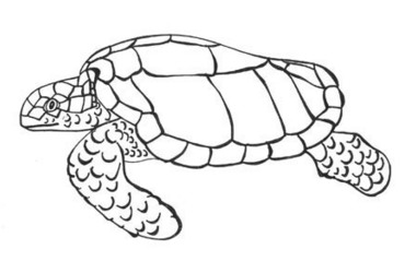 380x250 Drawing A Sea Turtle - Loggerhead Sea Turtle Drawing