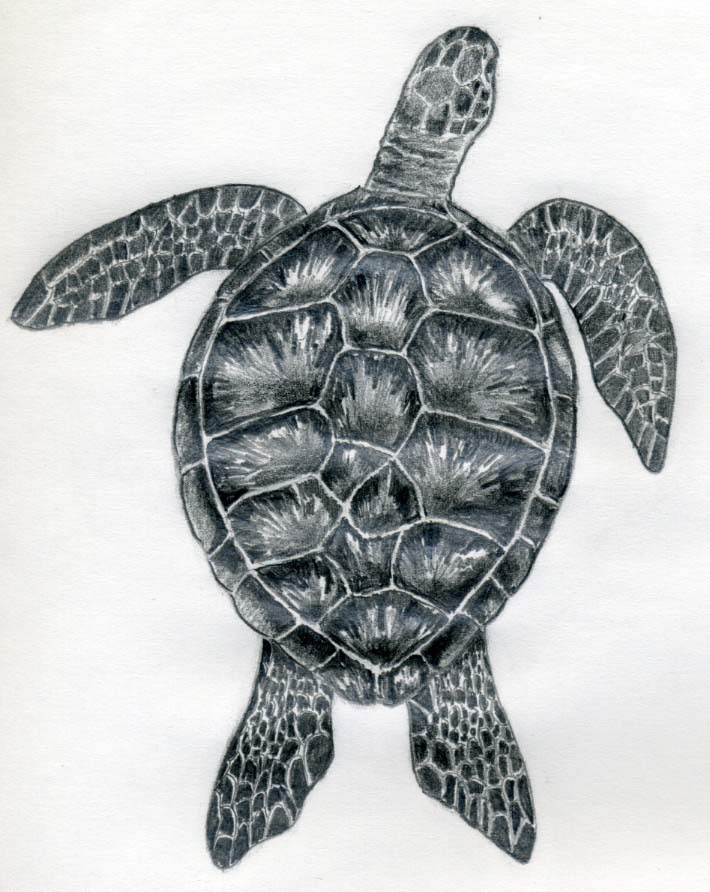 710x892 How To Draw A Turtle - Loggerhead Sea Turtle Drawing