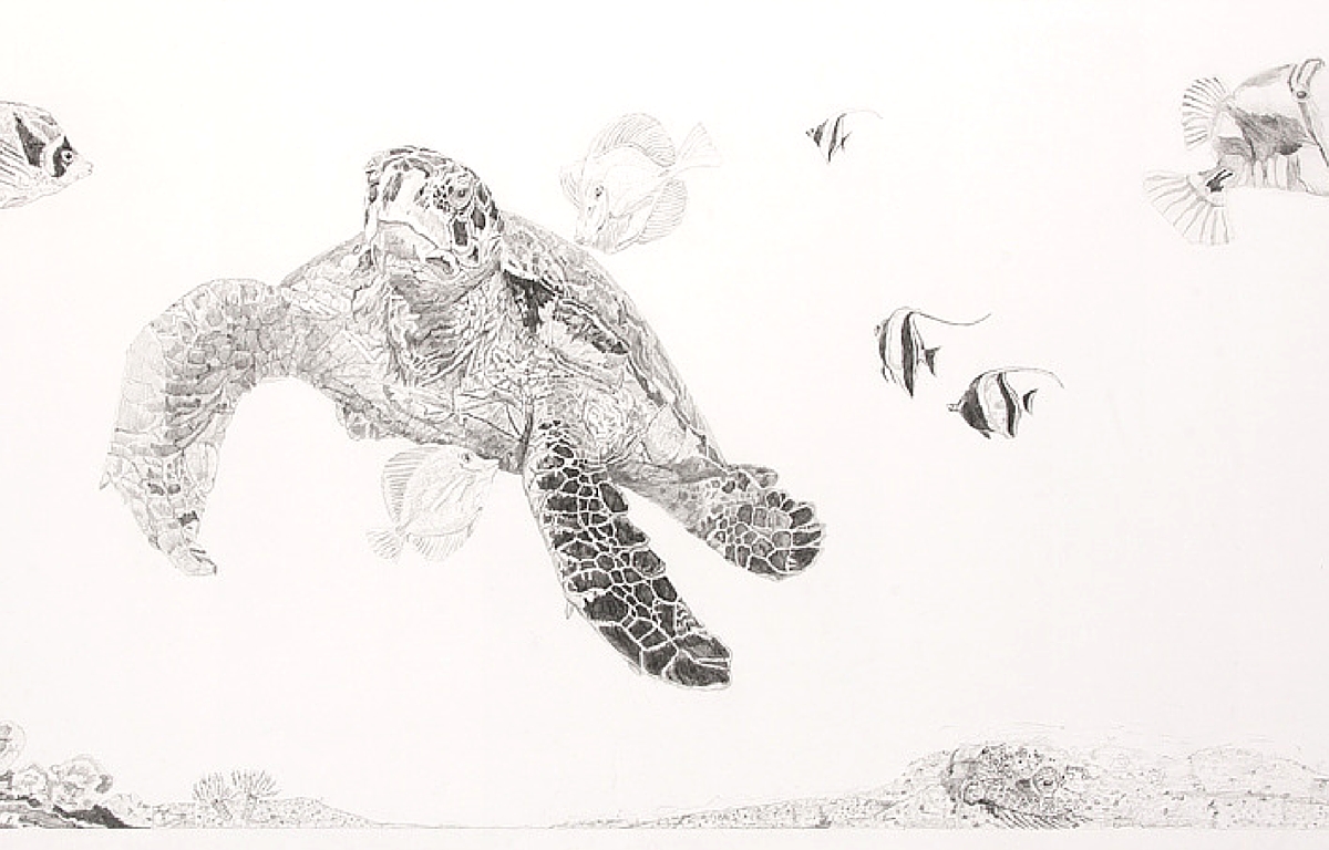 1200x768 Drawn Reptile Loggerhead Turtle - Loggerhead Turtle Drawing