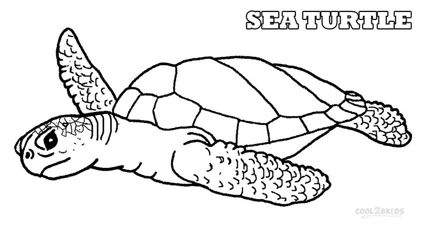 850x472 Huge Collection Of 'loggerhead Turtle Drawing' Download More Than - Loggerhead Turtle Drawing