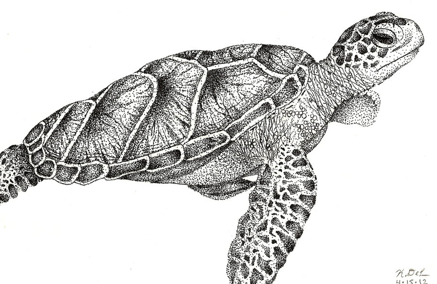 Loggerhead Turtle Drawing at Explore collection of