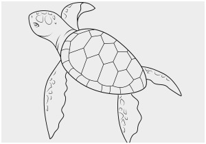 300x210 Loggerhead Turtle Coloring - Loggerhead Turtle Drawing