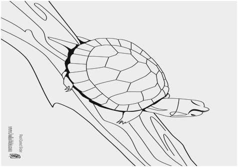 476x333 Loggerhead Turtle Coloring - Loggerhead Turtle Drawing