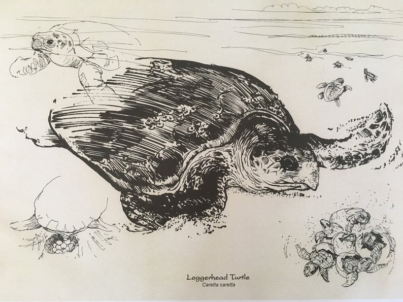 Loggerhead Turtle Drawing at Explore collection of