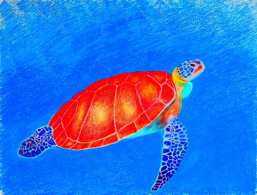900x682 Loggerhead Turtle Drawing - Loggerhead Turtle Drawing