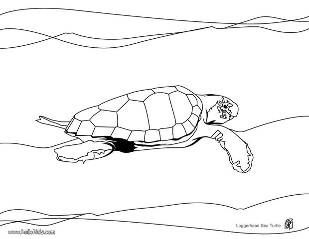 620x480 Loggerhead Sea Turtle Coloring Pages - Loggerhead Turtle Drawing
