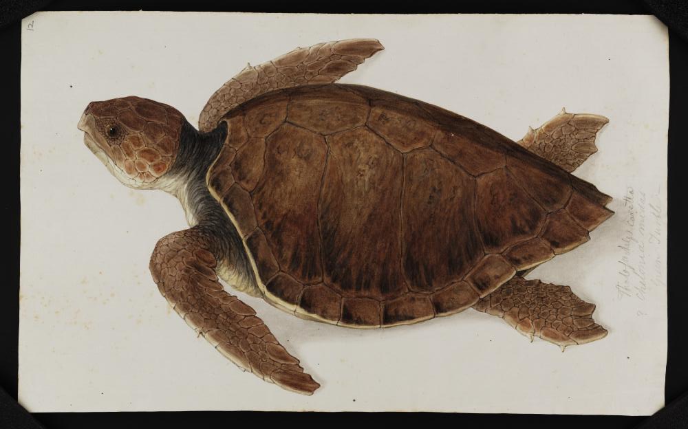 1000x624 Sea Turtles In British Columbia - Loggerhead Turtle Drawing