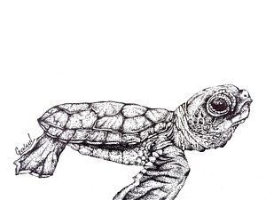 300x225 Turtle Drawing Posters Fine Art America - Loggerhead Turtle Drawing