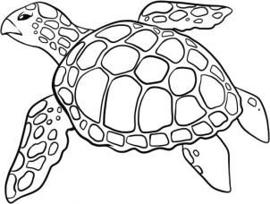 302x228 How To Draw A Sea Turtle Step Art With Turtles - Loggerhead Turtle Drawing