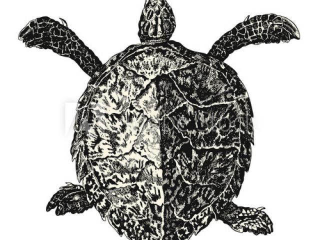 640x480 drawn reptile loggerhead turtle - Loggerhead Turtle Drawing