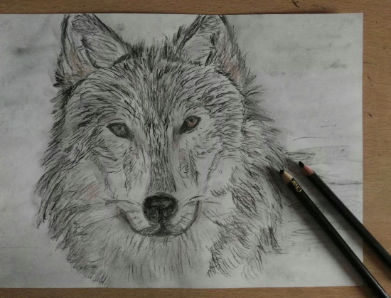 550x419 Lone Wolf, Charcoal, Pencil, Mixed Media, Drawings, Buy Original Art - Lone Wolf Drawing