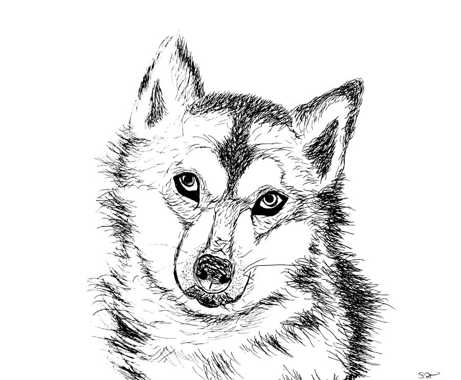 900x742 Lone Wolf Drawing - Lone Wolf Drawing