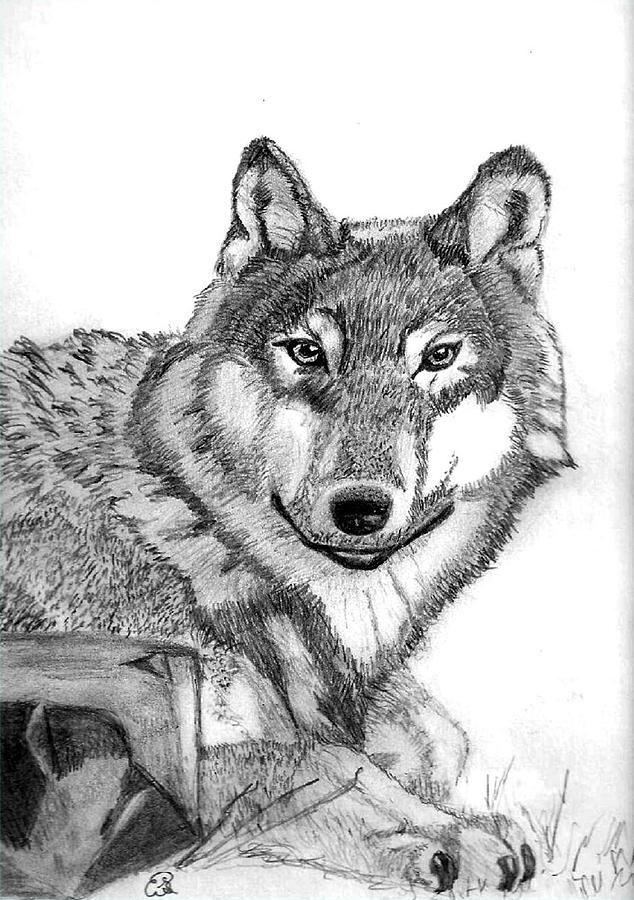 634x900 Lone Wolf Drawing - Lone Wolf Drawing