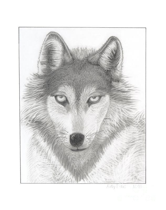 632x800 Lone Wolf Drawing - Lone Wolf Drawing