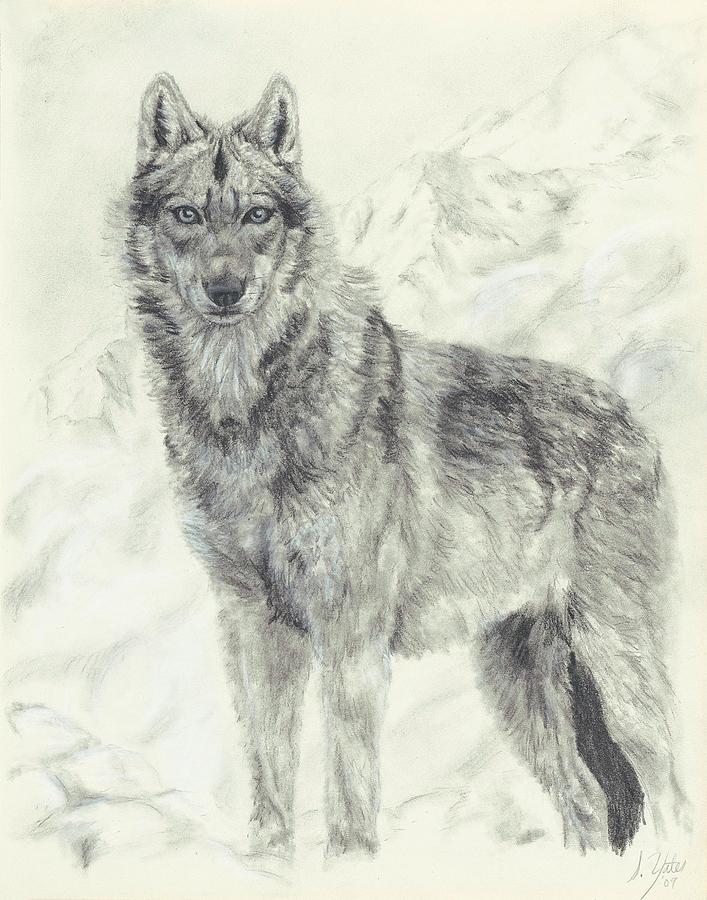 Lone Wolf Drawing at PaintingValley.com | Explore collection of Lone ...