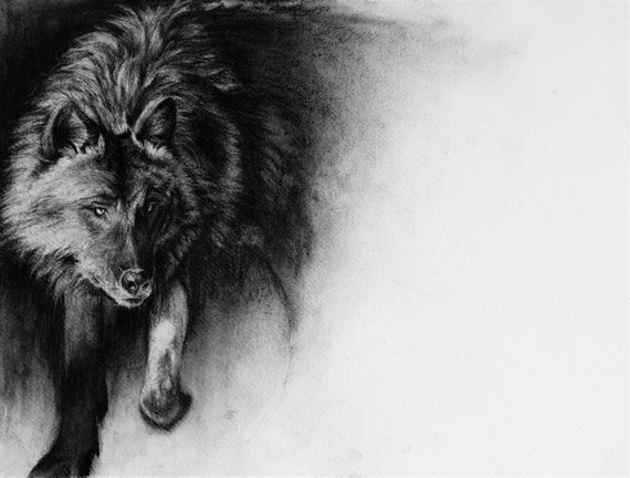 570x432 Black And White Wolf Drawing Wolf Charcoal Sketch Animal Etsy - Lone Wolf Drawing