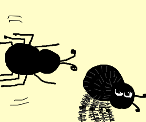 300x250 spider olympics! jumping spider wins long jump - Long Jump Drawing