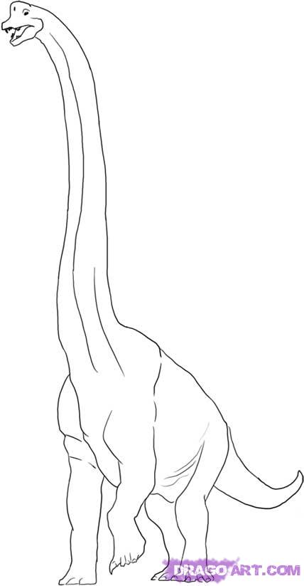 428x823 how to draw a brachiosaurus, step - Long Neck Dinosaur Drawing