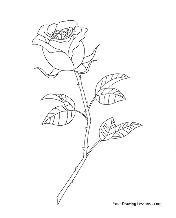 600x741 How To Draw A Rose Your Drawing Lessons - Long Stem Rose Drawing