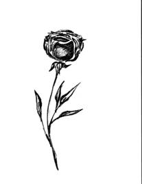 207x269 How To Draw Flowers Drawing Tutorials Drawing How To Draw - Long Stem Rose Drawing