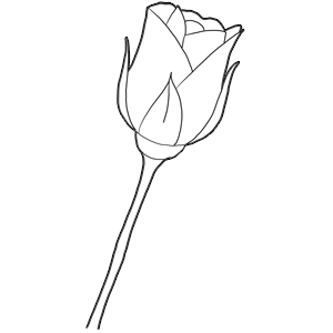 300x300 how to draw long stem roses drawing tutorial for valentines day - Long Stem Rose Drawing