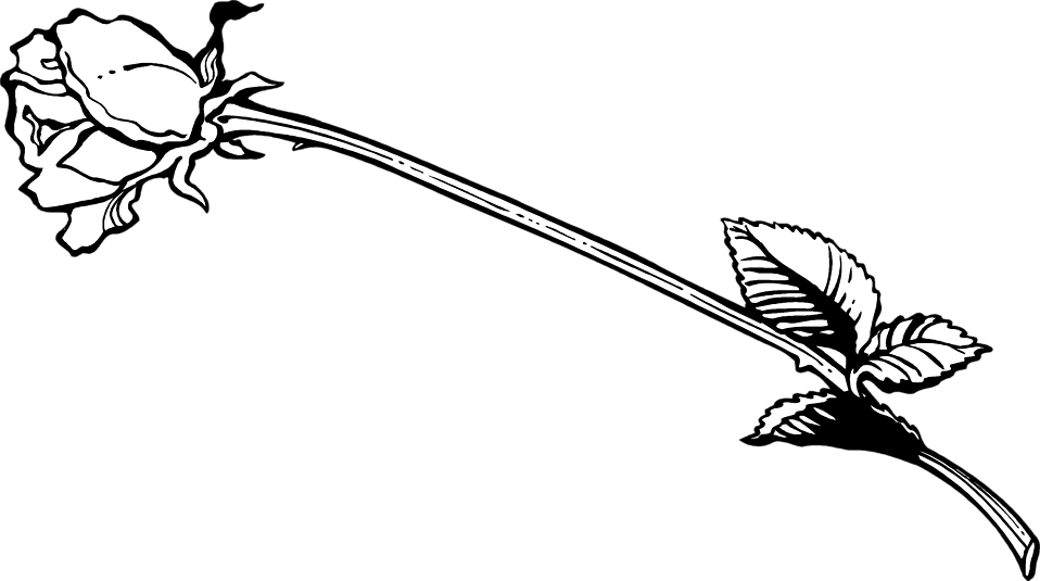 958x535 rose free stock photo illustration of a long stem rose - Long Stem Rose Drawing