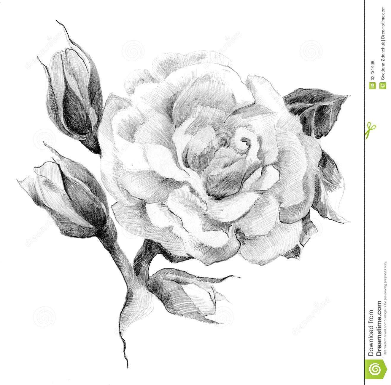 1318x1300 rose sketch drawing long stem rose pencil sketch for valentines - Long Stem Rose Drawing