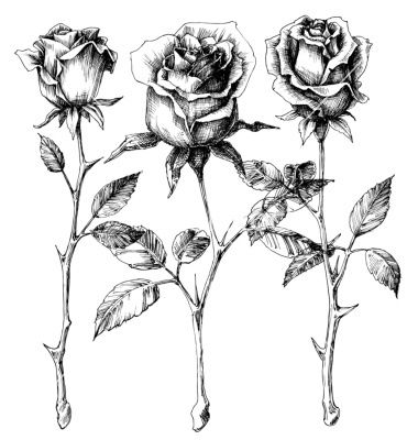380x400 Single Roses Drawing Set Vector Image On Tattoos Rose Drawing - Long Stem Rose Drawing