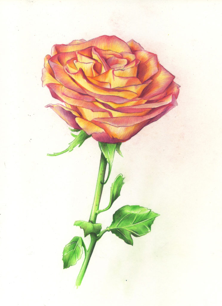 744x1024 Drawing Roses In Graphite Pencil And Colored Pencil - Long Stem Rose Drawing